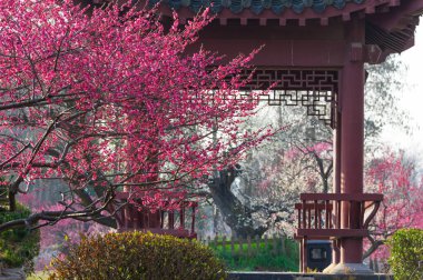 Bahar çiçekleri ve Wuhan, Hubei 'deki East Lake Plum Garden' da park manzarası.