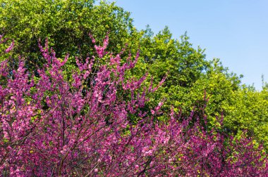 Bahar çiçekleri ve Wuhan, Hubei 'deki East Lake Plum Garden' da park manzarası.