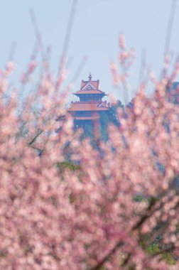 Bahar çiçekleri ve Wuhan, Hubei 'deki East Lake Plum Garden' da park manzarası.