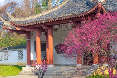 Bahar çiçekleri ve Wuhan, Hubei 'deki East Lake Plum Garden' da park manzarası.