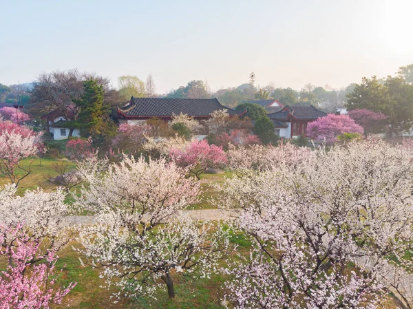 Spring plum blossoms and park scenery in East Lake Plum Garden in Wuhan, Hubei