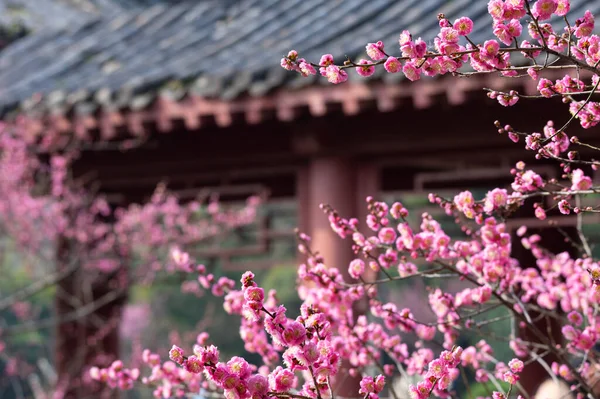 Spring plum blossoms and park scenery in East Lake Plum Garden in Wuhan, Hubei