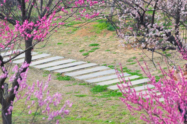 Spring plum blossoms and park scenery in East Lake Plum Garden in Wuhan, Hubei