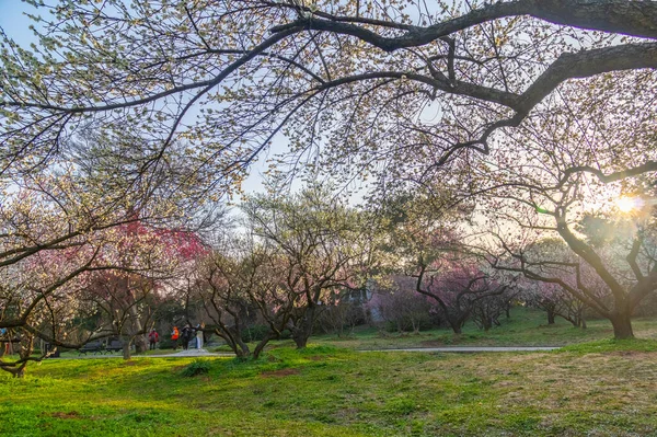 Spring plum blossoms and park scenery in East Lake Plum Garden in Wuhan, Hubei