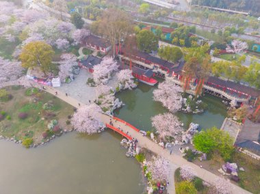 Wuhan, Hubei, Çin 'deki Doğu Gölü Kiraz Bahçesi' nin bahar manzarası.