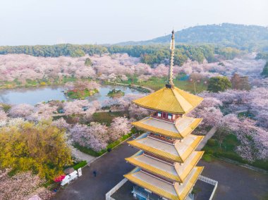 Wuhan, Hubei, Çin 'deki Doğu Gölü Kiraz Bahçesi' nin bahar manzarası.
