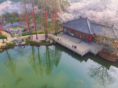 Wuhan, Hubei, Çin 'deki Doğu Gölü Kiraz Bahçesi' nin bahar manzarası.