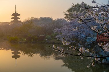 Wuhan, Hubei, Çin 'deki Doğu Gölü Kiraz Bahçesi' nin bahar manzarası.