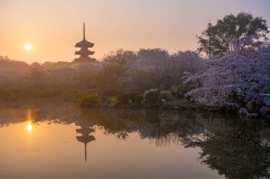Wuhan, Hubei, Çin 'deki Doğu Gölü Kiraz Bahçesi' nin bahar manzarası.