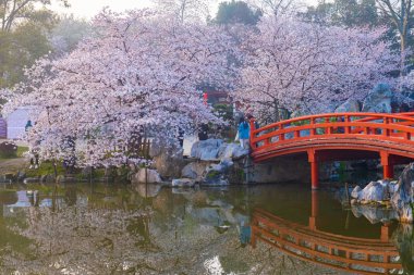 Wuhan, Hubei, Çin 'deki Doğu Gölü Kiraz Bahçesi' nin bahar manzarası.