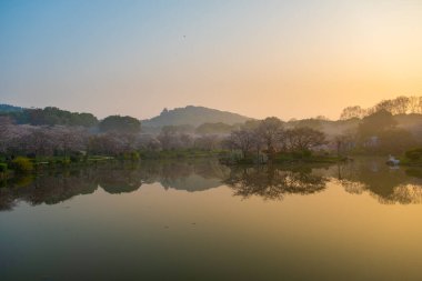 Wuhan, Hubei, Çin 'deki Doğu Gölü Kiraz Bahçesi' nin bahar manzarası.