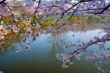 Wuhan, Hubei, Çin 'deki Doğu Gölü Kiraz Bahçesi' nin bahar manzarası.
