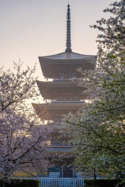 Wuhan, Hubei, Çin 'deki Doğu Gölü Kiraz Bahçesi' nin bahar manzarası.