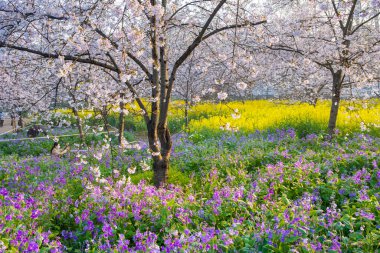 Wuhan, Hubei, Çin 'deki Doğu Gölü Kiraz Bahçesi' nin bahar manzarası.