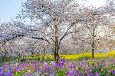 Wuhan, Hubei, Çin 'deki Doğu Gölü Kiraz Bahçesi' nin bahar manzarası.