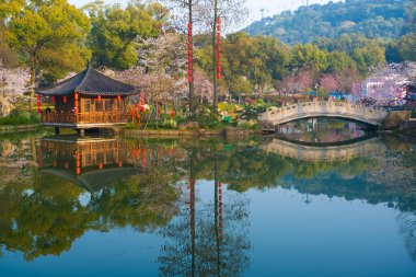 Wuhan, Hubei, Çin 'deki Doğu Gölü Kiraz Bahçesi' nin bahar manzarası.