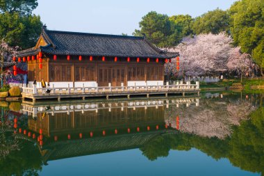 Wuhan, Hubei, Çin 'deki Doğu Gölü Kiraz Bahçesi' nin bahar manzarası.