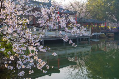 Wuhan, Hubei, Çin 'deki Doğu Gölü Kiraz Bahçesi' nin bahar manzarası.