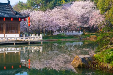 Wuhan, Hubei, Çin 'deki Doğu Gölü Kiraz Bahçesi' nin bahar manzarası.