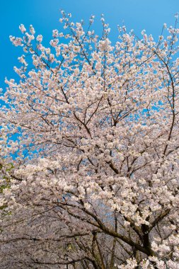 Wuhan, Hubei, Çin 'deki Doğu Gölü Kiraz Bahçesi' nin bahar manzarası.