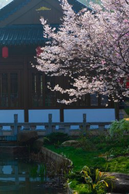 Wuhan, Hubei, Çin 'deki Doğu Gölü Kiraz Bahçesi' nin bahar manzarası.