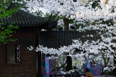 Wuhan, Hubei, Çin 'deki Doğu Gölü Kiraz Bahçesi' nin bahar manzarası.