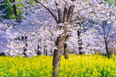 Wuhan, Hubei, Çin 'deki Doğu Gölü Kiraz Bahçesi' nin bahar manzarası.