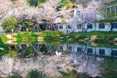 Wuhan, Hubei, Çin 'deki Doğu Gölü Kiraz Bahçesi' nin bahar manzarası.