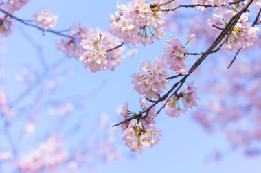 Wuhan, Hubei, Çin 'deki Doğu Gölü Kiraz Bahçesi' nin bahar manzarası.