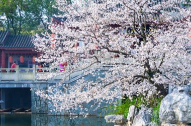 Wuhan, Hubei, Çin 'deki Doğu Gölü Kiraz Bahçesi' nin bahar manzarası.