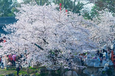 Wuhan, Hubei, Çin 'deki Doğu Gölü Kiraz Bahçesi' nin bahar manzarası.