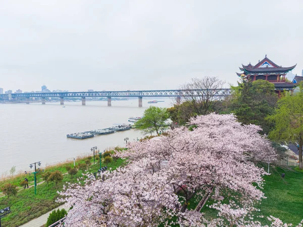 Hanyang Qingchuan Pavyonu 'nda kiraz çiçekleri, Wuhan, Hubei