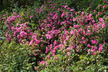 Huangpi Mulan Yunwu Dağı 'nın Wuhan, Hubei' deki bahar manzarası.