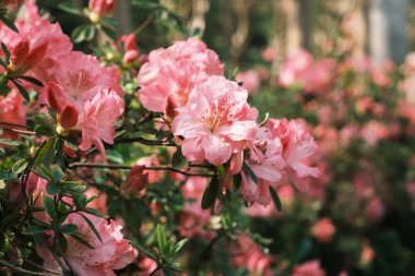 Huangpi Mulan Yunwu Dağı 'nın Wuhan, Hubei' deki bahar manzarası.