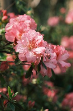 Huangpi Mulan Yunwu Dağı 'nın Wuhan, Hubei' deki bahar manzarası.