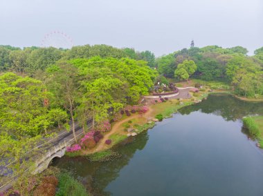 Doğu Gölü, Wuhan, Hubei, Çin 'deki Moshan Rhododendron Bahçesinin ilkbahar havası