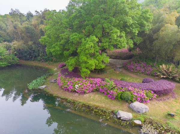 Paisagem Aérea Início Primavera Moshan Rhododendron Garden East Lake Wuhan — Fotografia de Stock