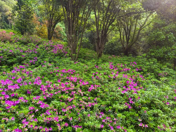 Kora Tavaszi Légi Táj Moshan Rhododendron Garden East Lake Wuhan — Stock Fotó