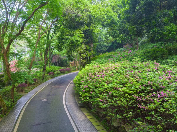 Paisagem Aérea Início Primavera Moshan Rhododendron Garden East Lake Wuhan — Fotografia de Stock