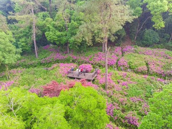 Early Spring Aerial Scenery Moshan Rhododendron Garden East Lake Wuhan — Stock Photo, Image