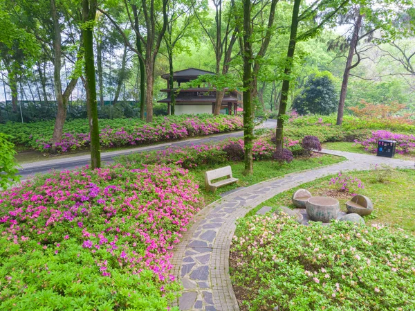 Early Spring Aerial Scenery Moshan Rhododendron Garden East Lake Wuhan — Stock Photo, Image