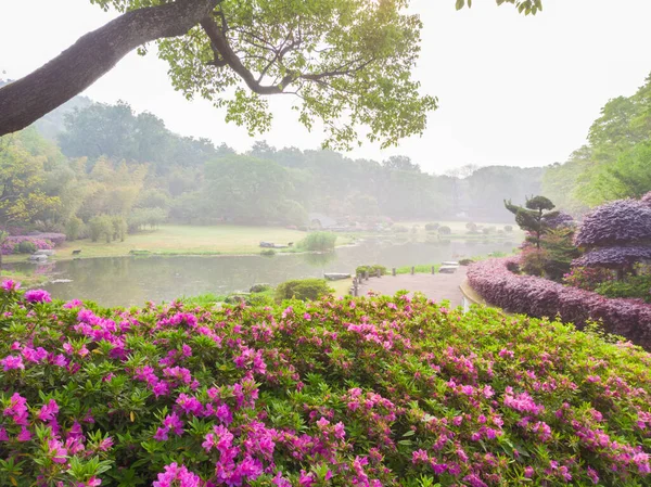 Paisagem Aérea Início Primavera Moshan Rhododendron Garden East Lake Wuhan — Fotografia de Stock