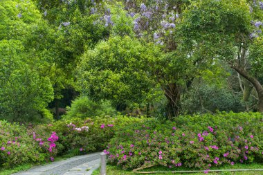 Doğu Gölü, Wuhan, Hubei, Çin 'deki Moshan Rhododendron Bahçesi' nin ilkbahar manzarası