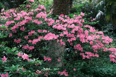 Doğu Gölü, Wuhan, Hubei, Çin 'deki Moshan Rhododendron Bahçesi' nin ilkbahar manzarası
