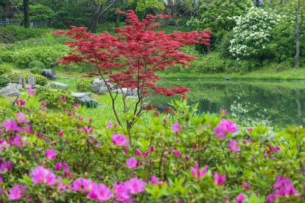 Paisajes Primavera Temprana Moshan Rhododendron Garden East Lake Wuhan Hubei — Foto de Stock