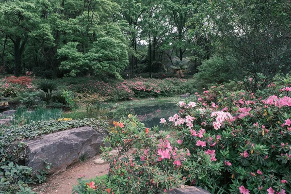 Doğu Gölü Wuhan Hubei Çin Deki Moshan Rhododendron Bahçesi Nin — Stok fotoğraf