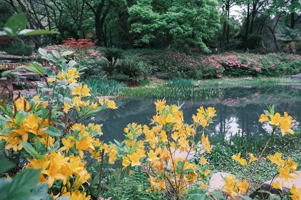 Doğu Gölü Wuhan Hubei Çin Deki Moshan Rhododendron Bahçesi Nin — Stok fotoğraf