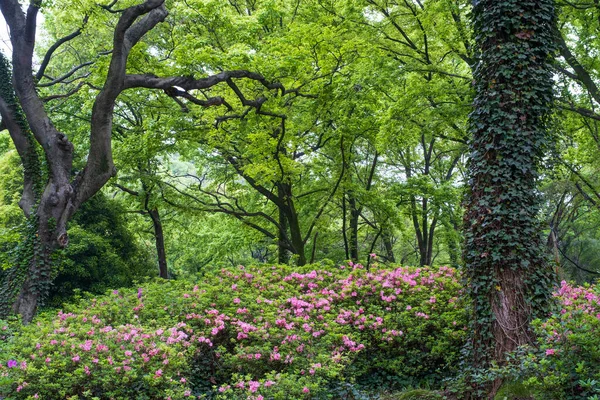 Paisajes Primavera Temprana Moshan Rhododendron Garden East Lake Wuhan Hubei — Foto de Stock