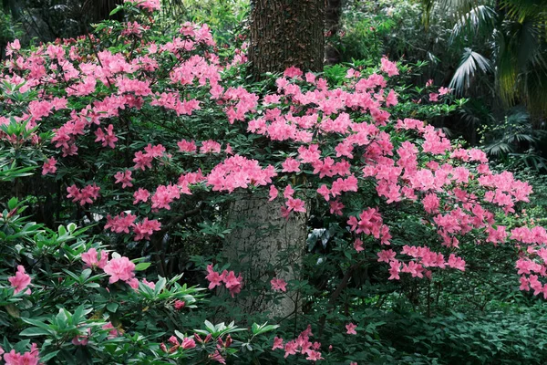 Νωρίς Εαρινό Τοπίο Του Κήπου Moshan Rhododendron Στην Ανατολική Λίμνη — Φωτογραφία Αρχείου