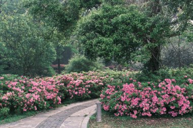 Doğu Gölü, Wuhan, Hubei, Çin 'deki Moshan Rhododendron Bahçesi' nin ilkbahar manzarası